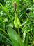 Rumex acetosa, Großer Ampfer, Färbepflanze, Färberpflanze, Pflanzenfarben,  färben, Klostergarten Seligenstadt